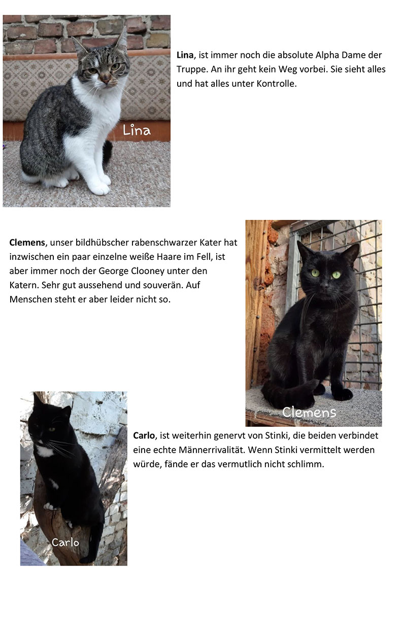 Gnadenhof Katzen 3